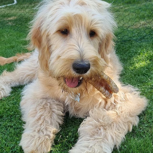 Beef trumpet