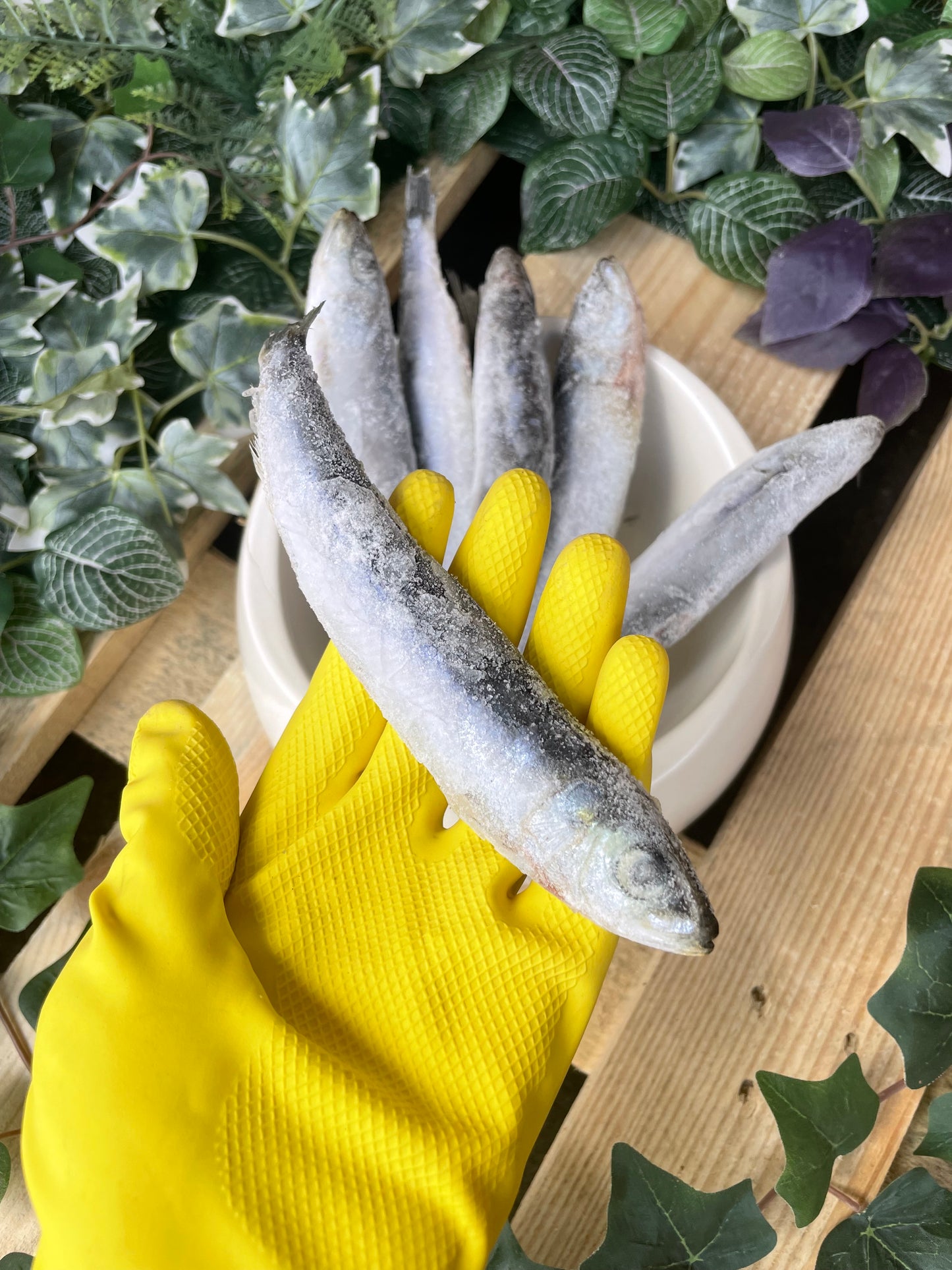 Sardine / mackerel fish 1kg