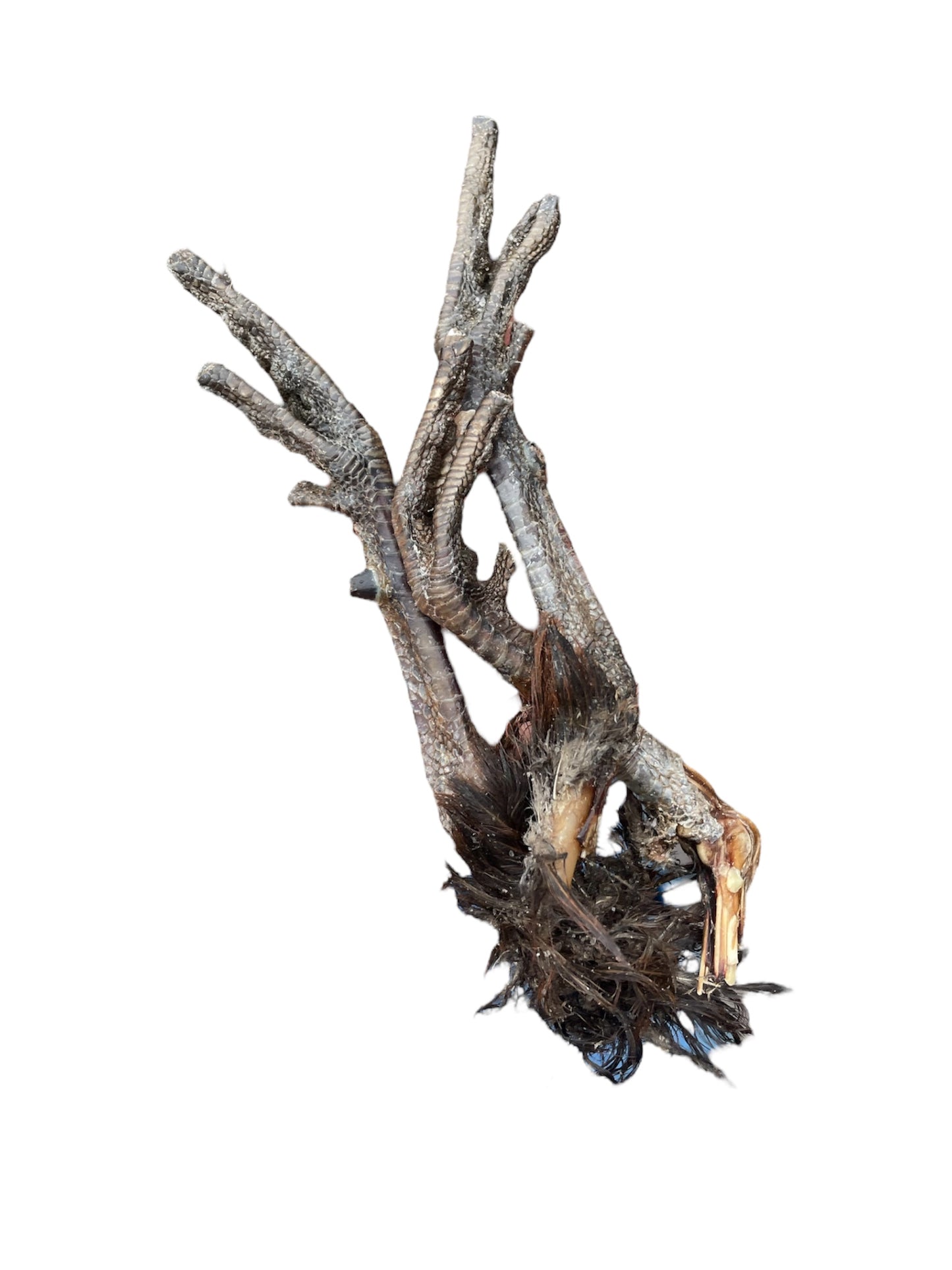 Pheasant feet