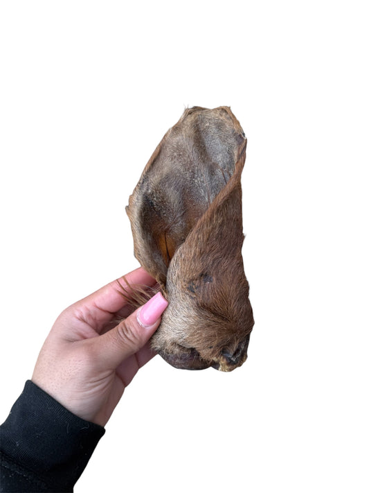 Cow Ear With Hair