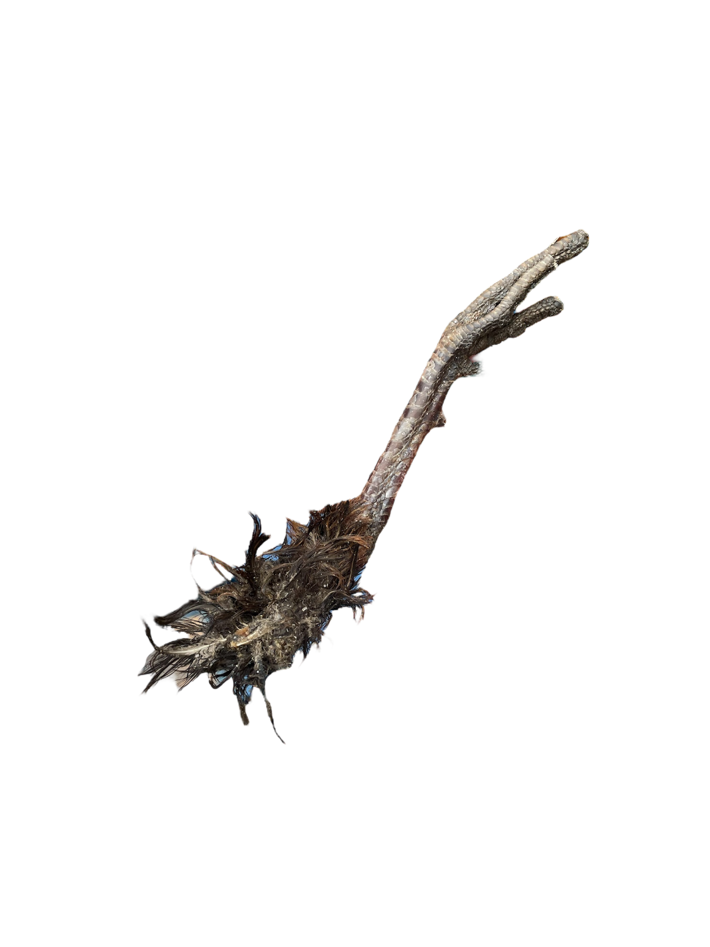Pheasant feet