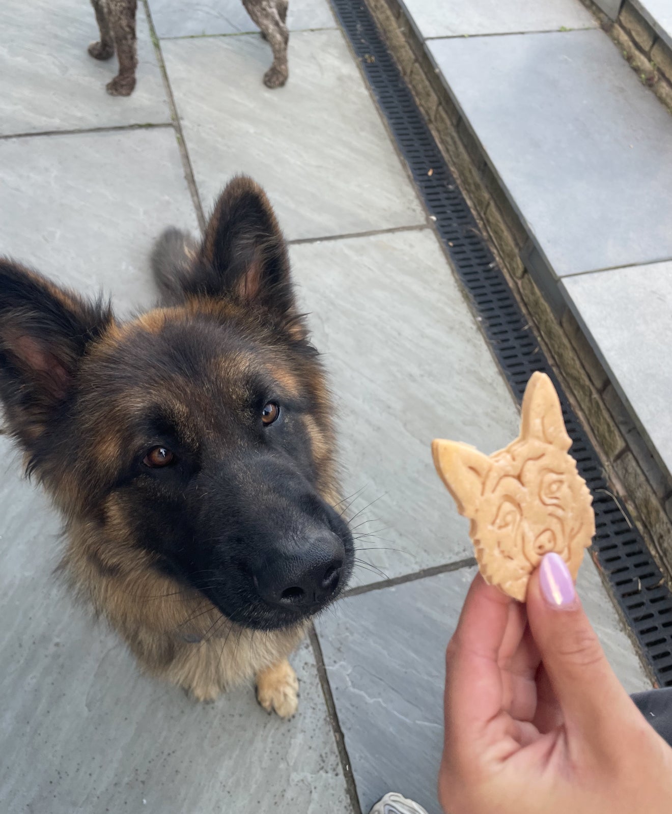 Alsatian Peanut butter cookie