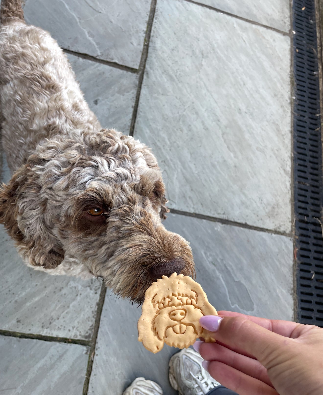 Cockapoo / doodle Peanut butter cookie