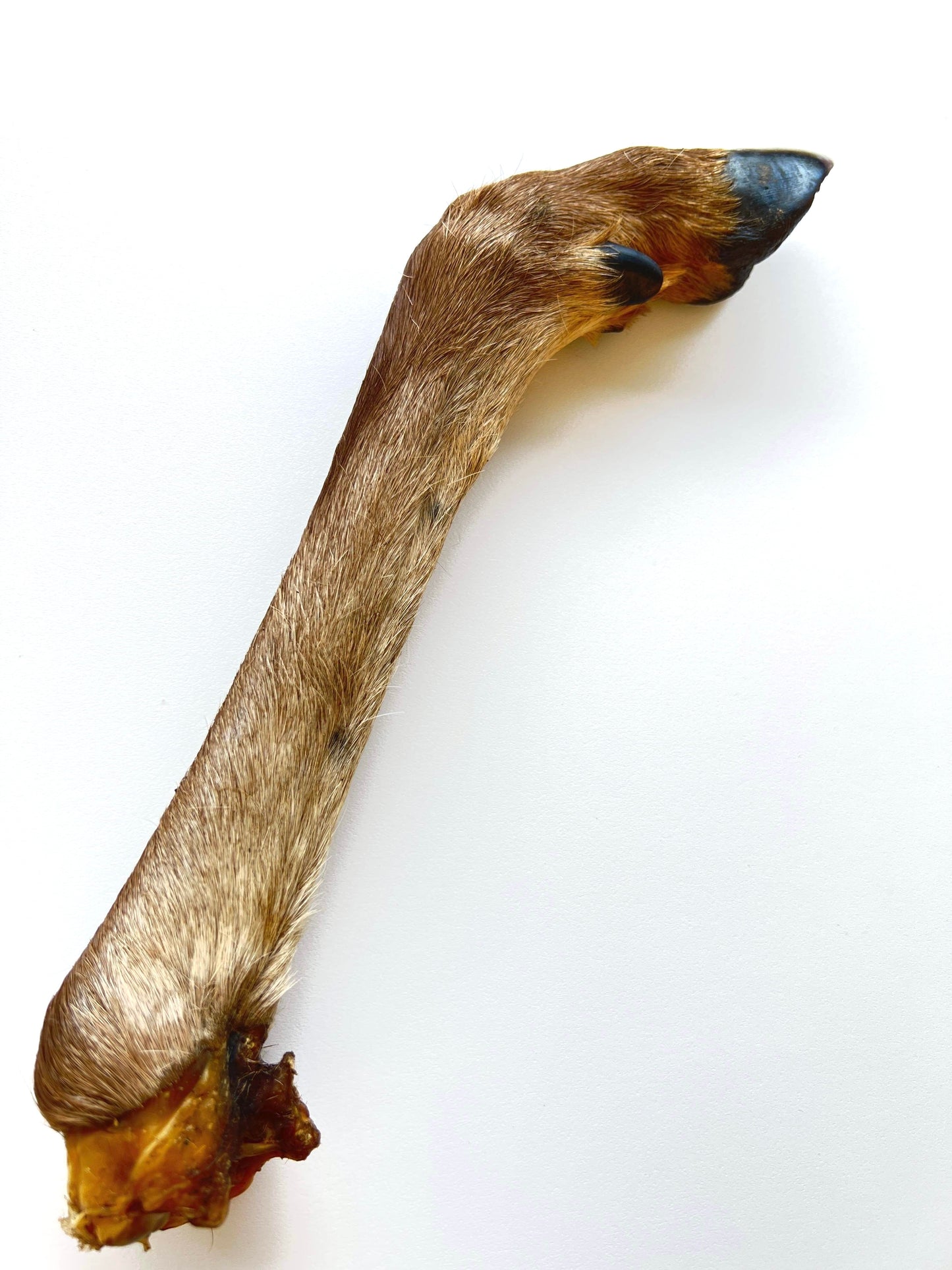 Deer leg large