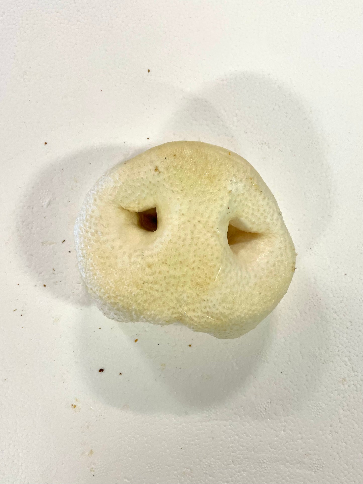 Puffed pig snouts