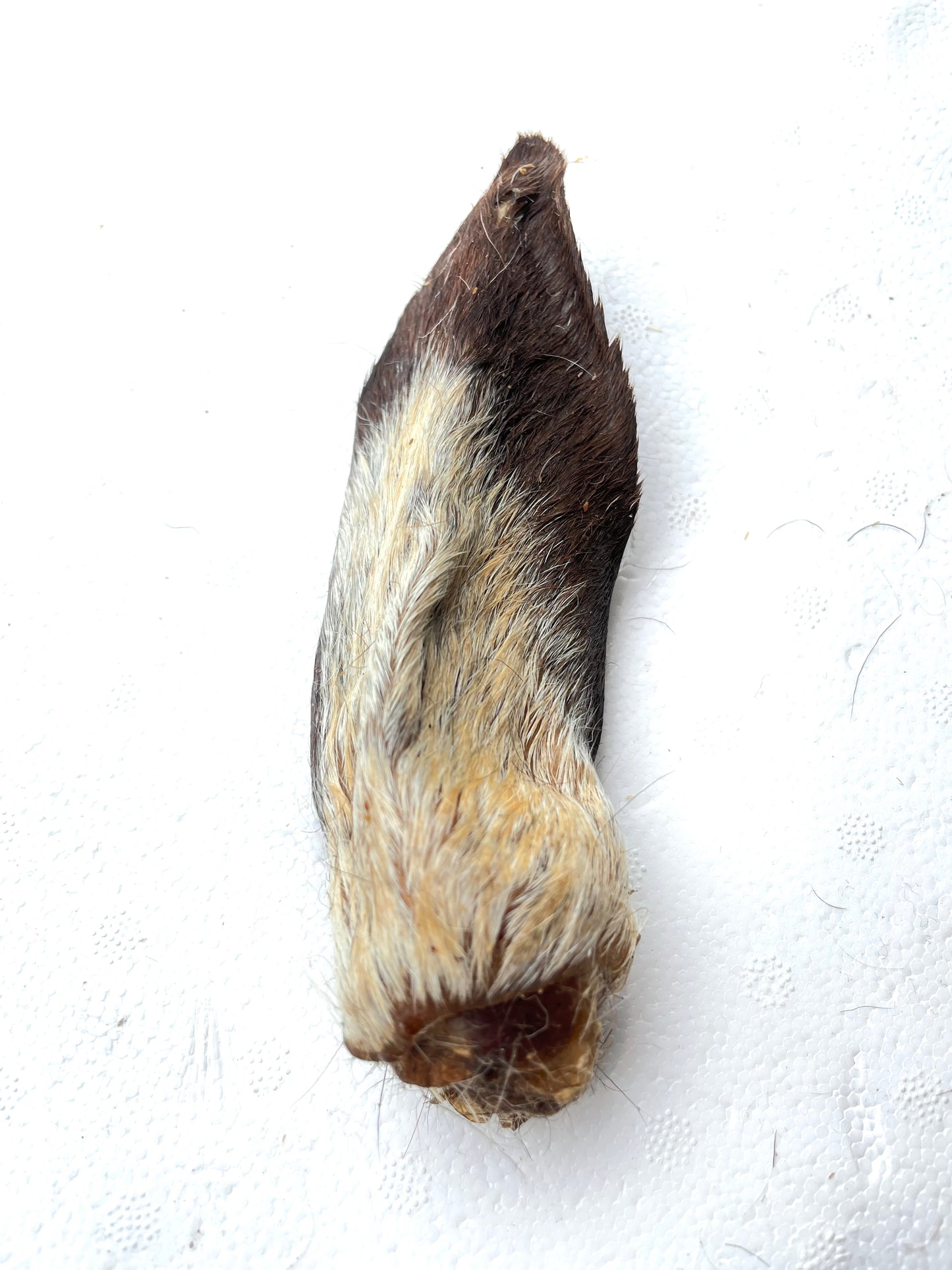 Lamb ear with fur
