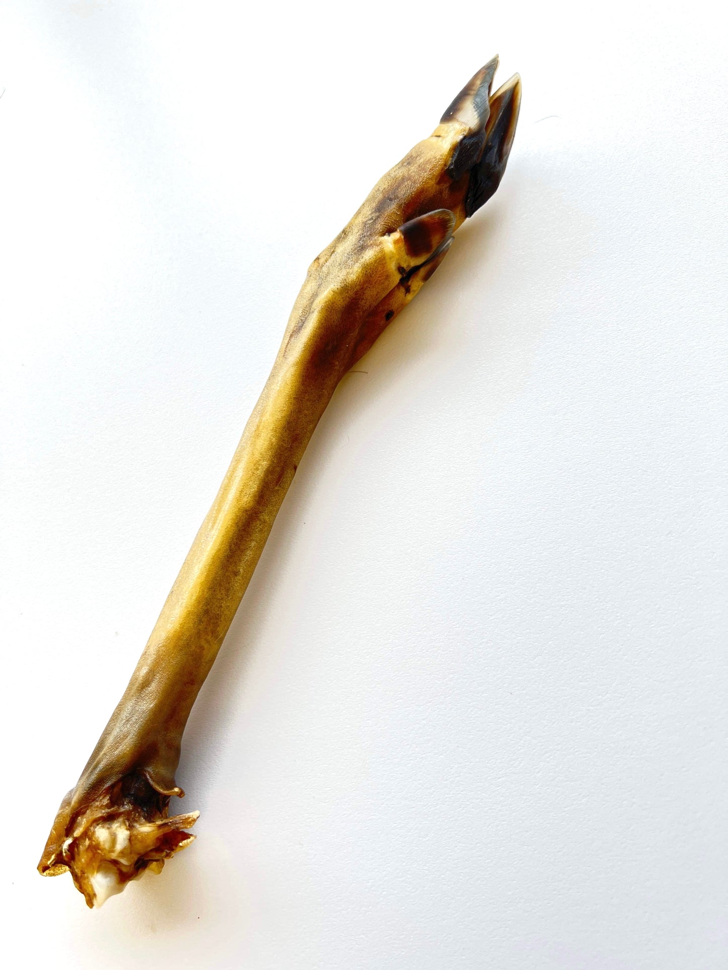 Deer leg