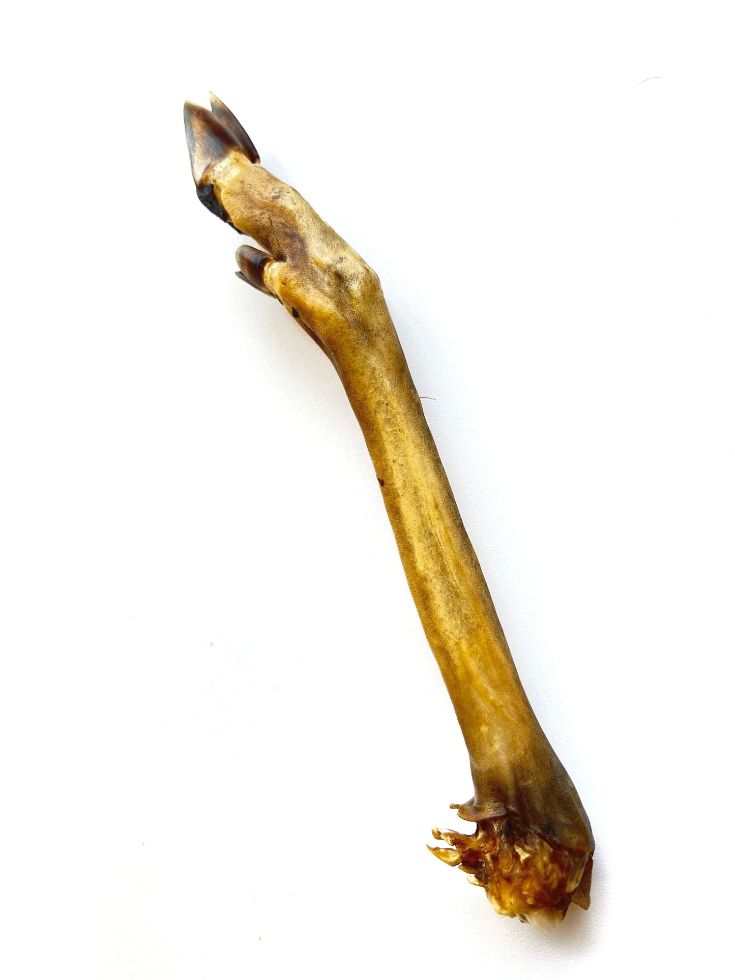 Deer leg