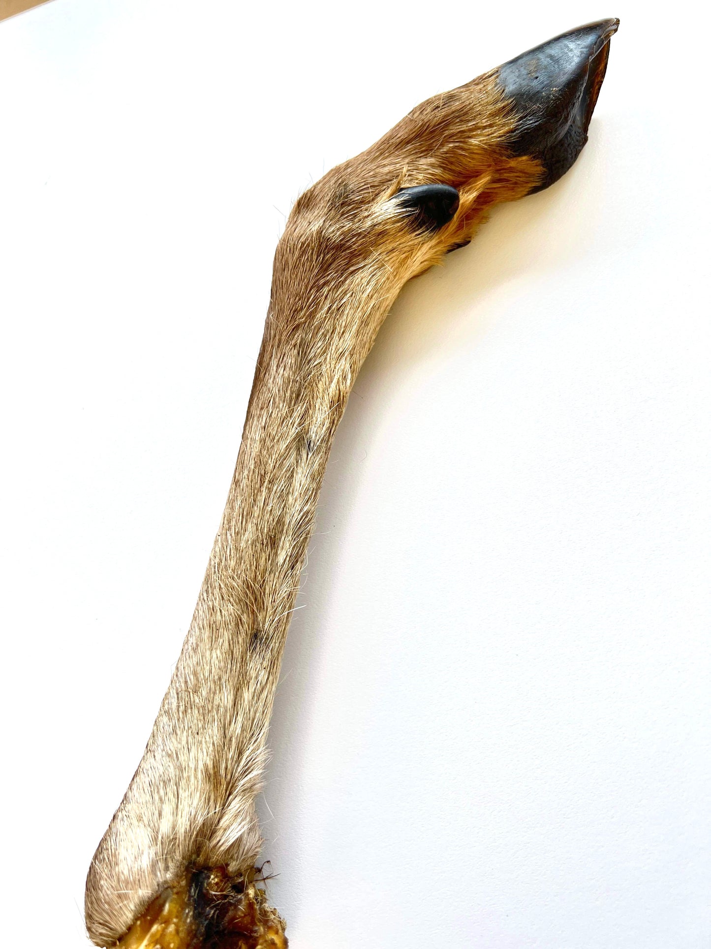 Deer leg large