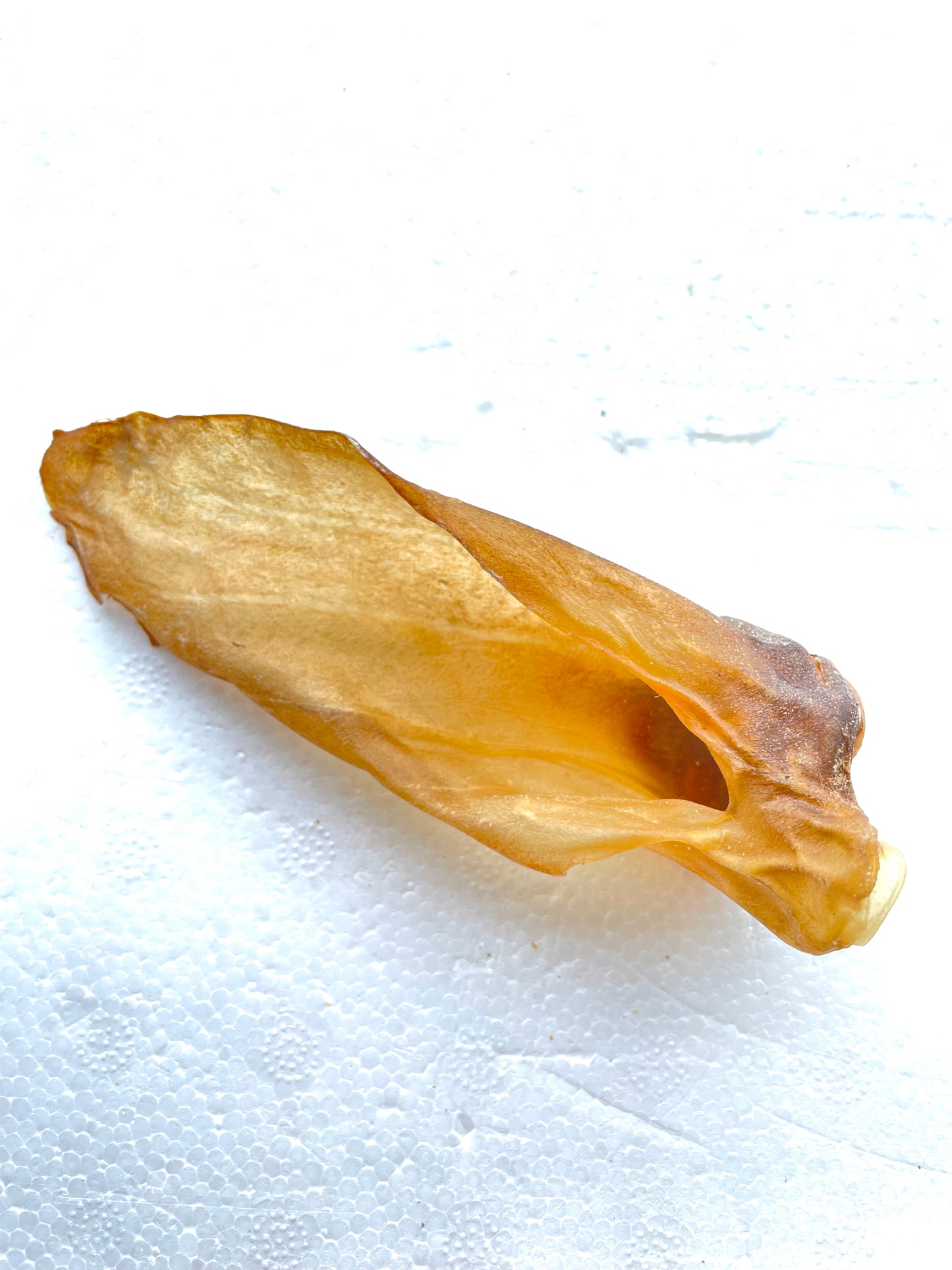 Lamb Ears without fur