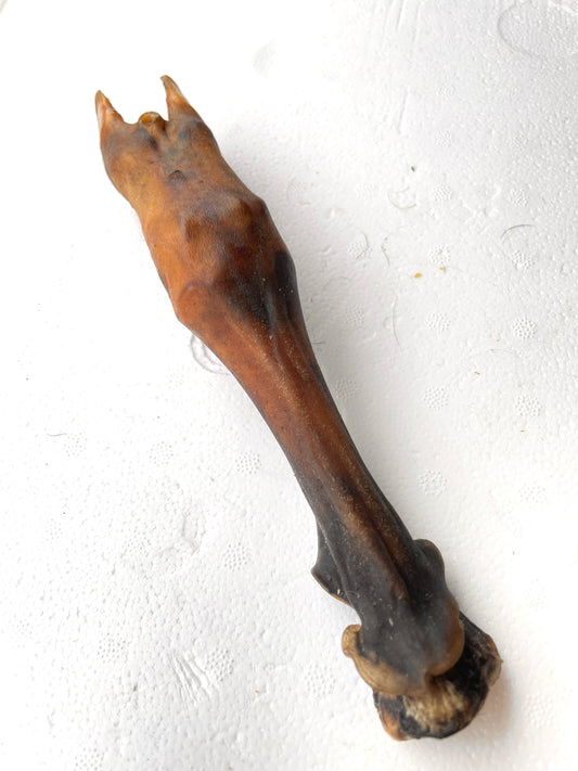 Goat trotter without fur