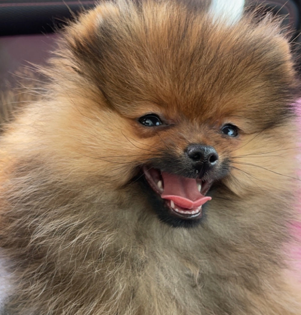 Suitable for Puppies (12weeks+)