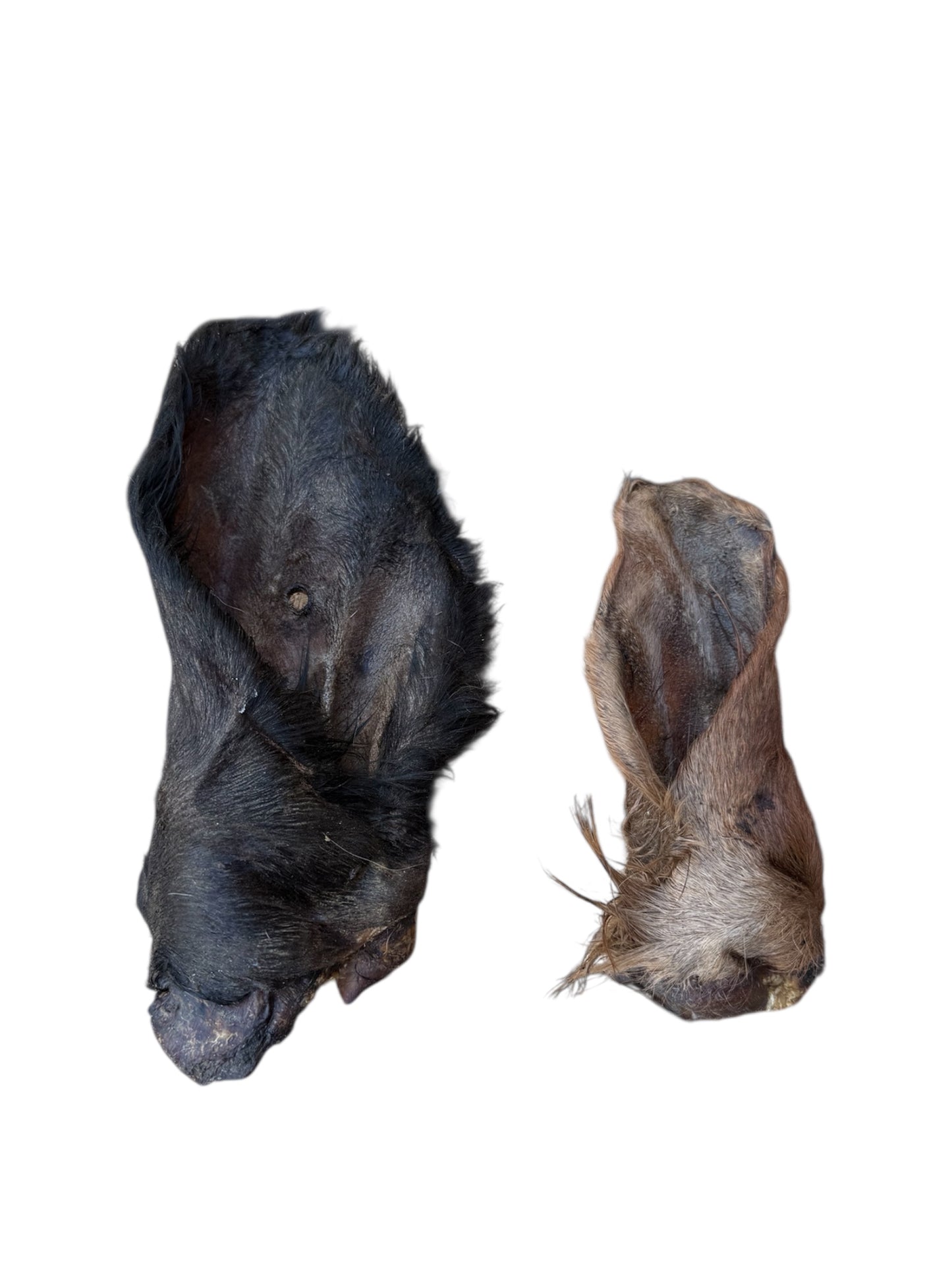 Cow Ear With Hair