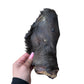Cow Ear With Hair