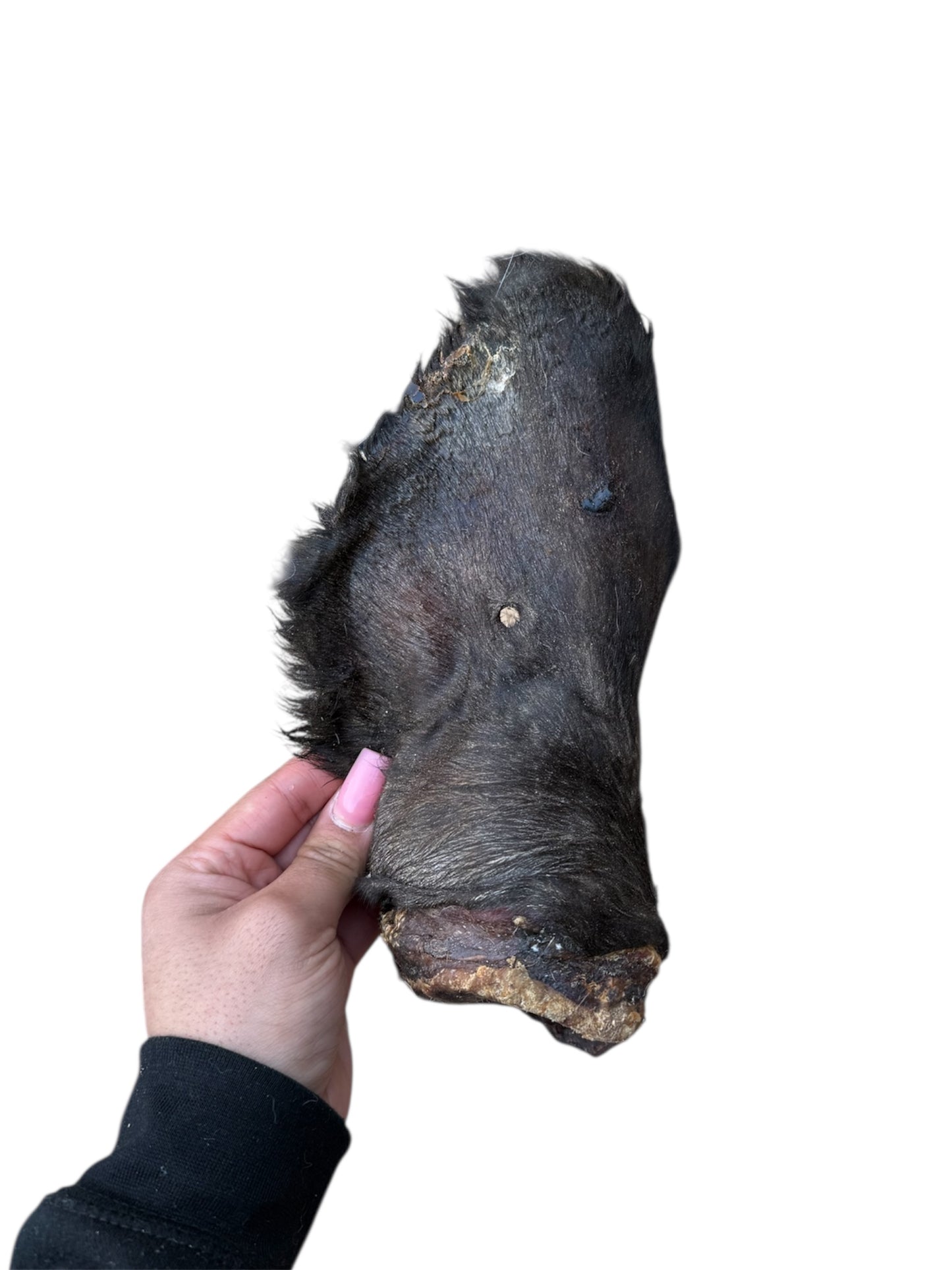 Cow Ear With Hair
