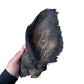 Cow Ear With Hair
