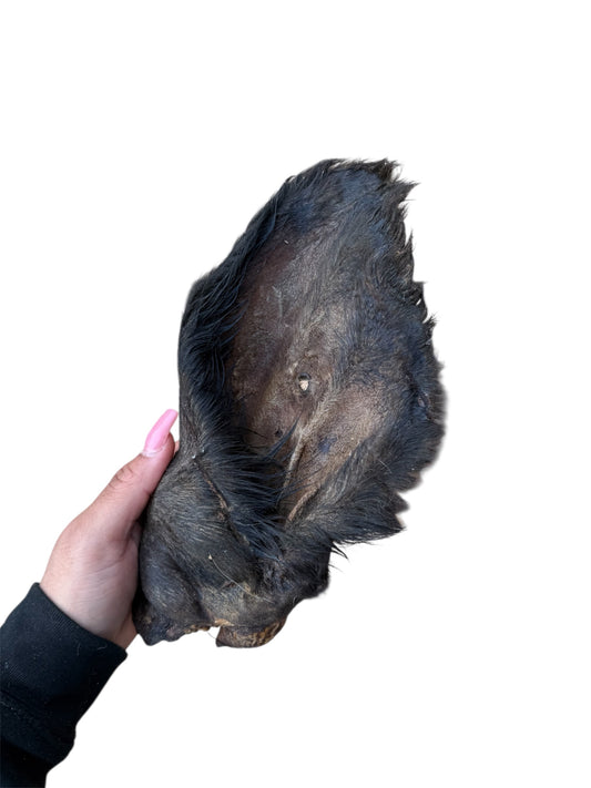 Cow Ear With Hair