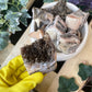 Green Tripe chunks