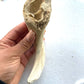 Lamb marrow horn