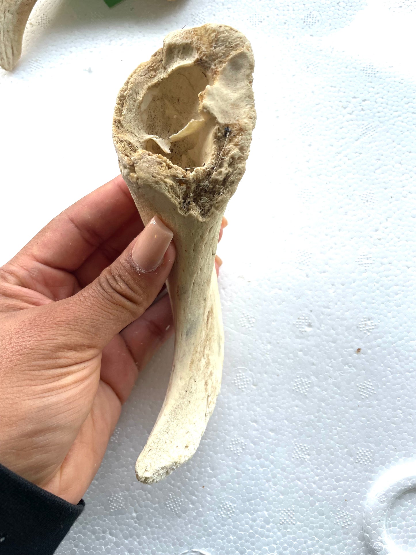 Lamb marrow horn