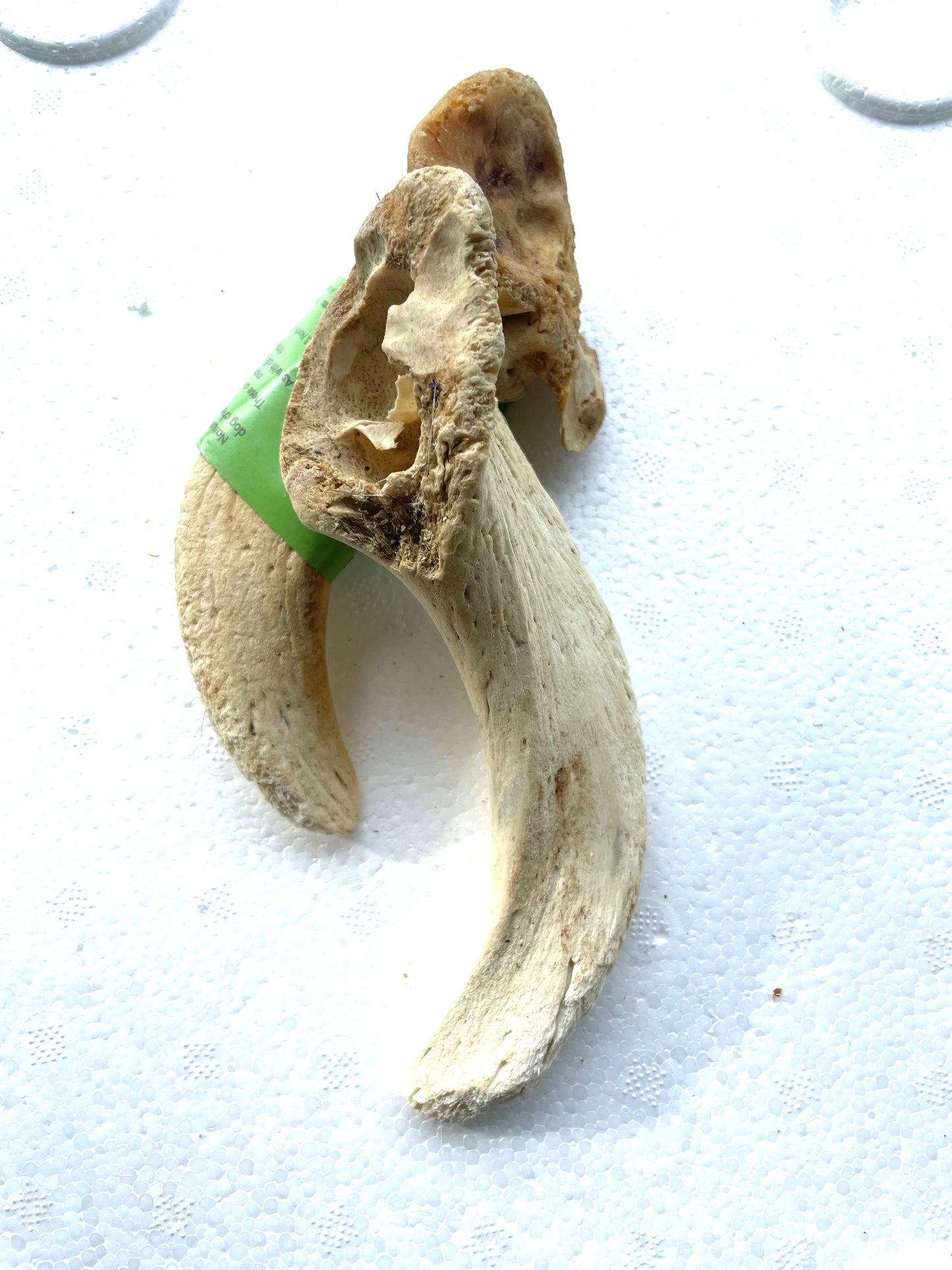 Lamb marrow horn