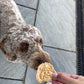 Cockapoo / doodle Peanut butter cookie