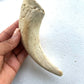 Lamb marrow horn