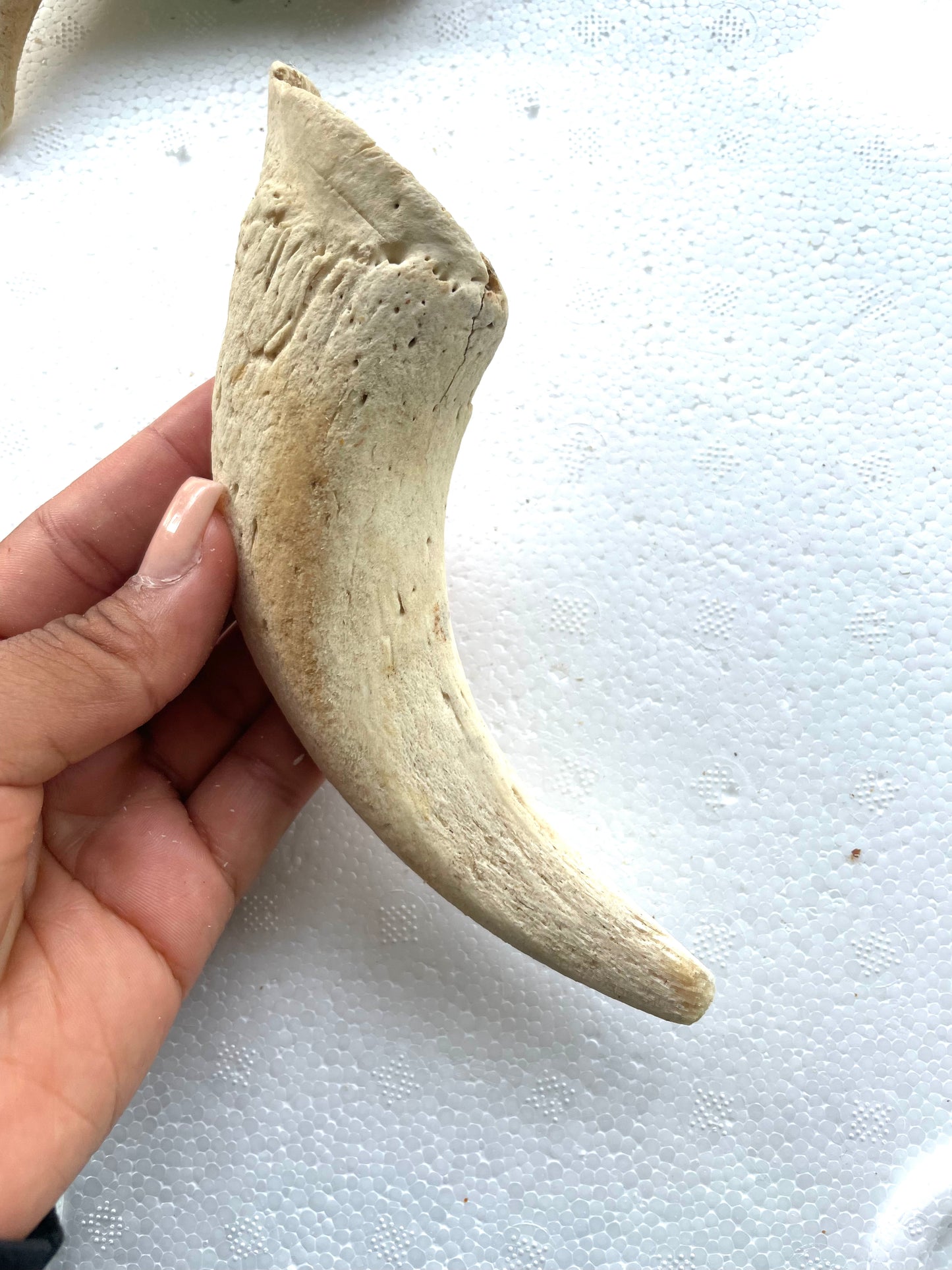 Lamb marrow horn