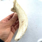 Lamb marrow horn