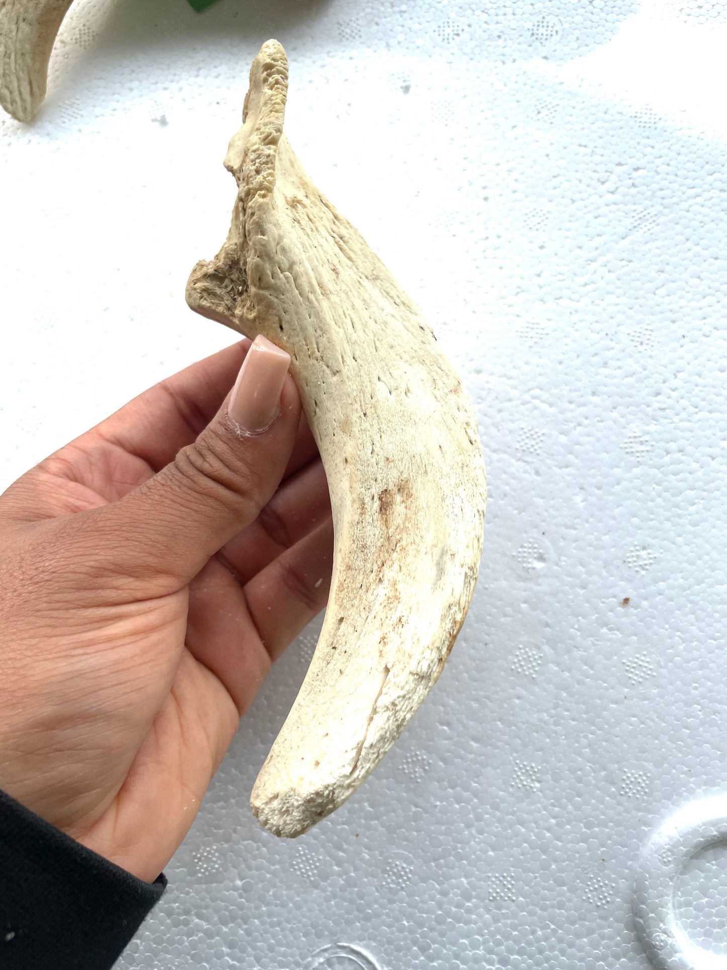 Lamb marrow horn