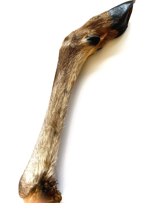 Deer leg large