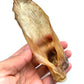Lamb Ears without fur