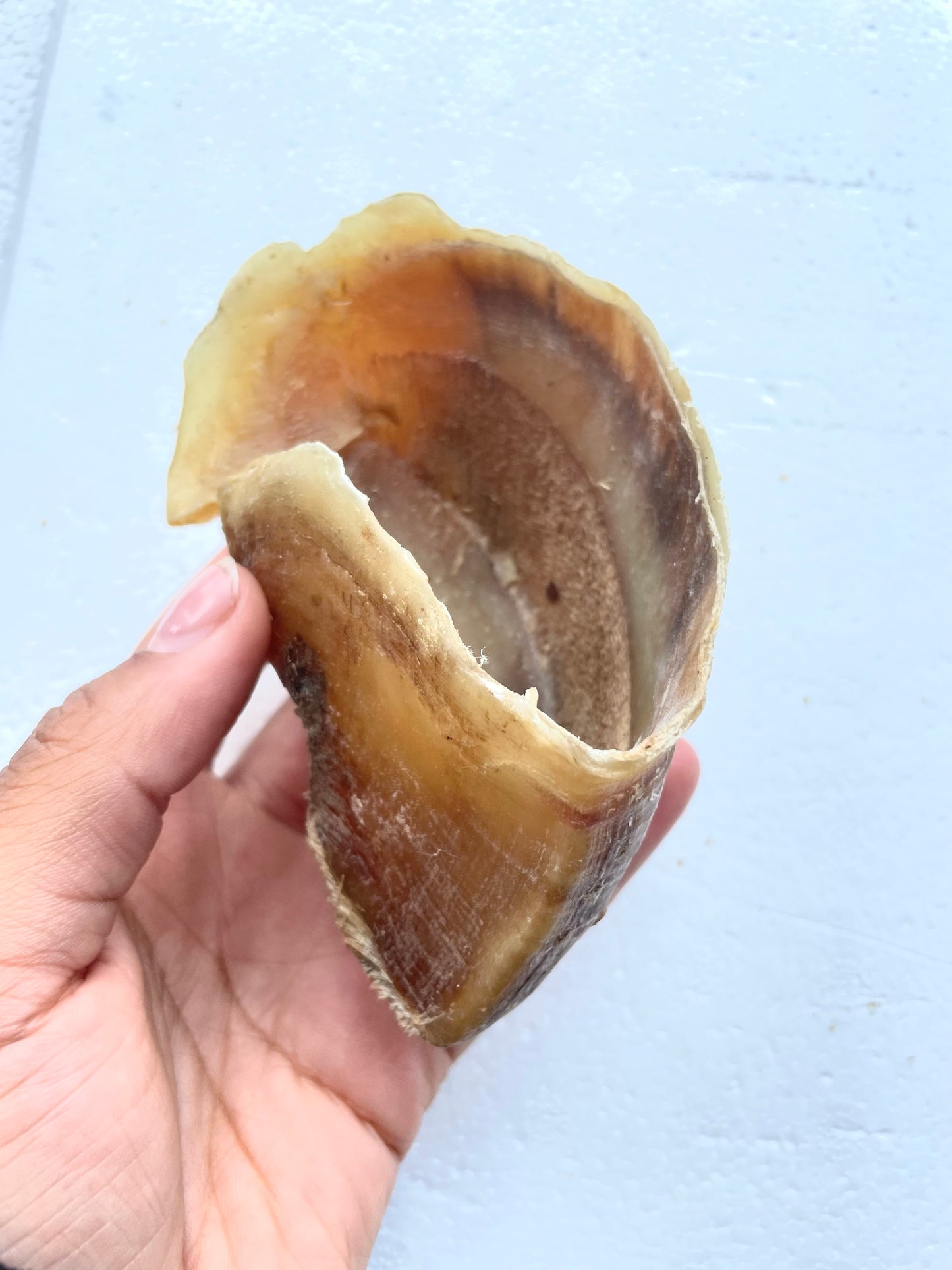 Hollow Cow Hoof