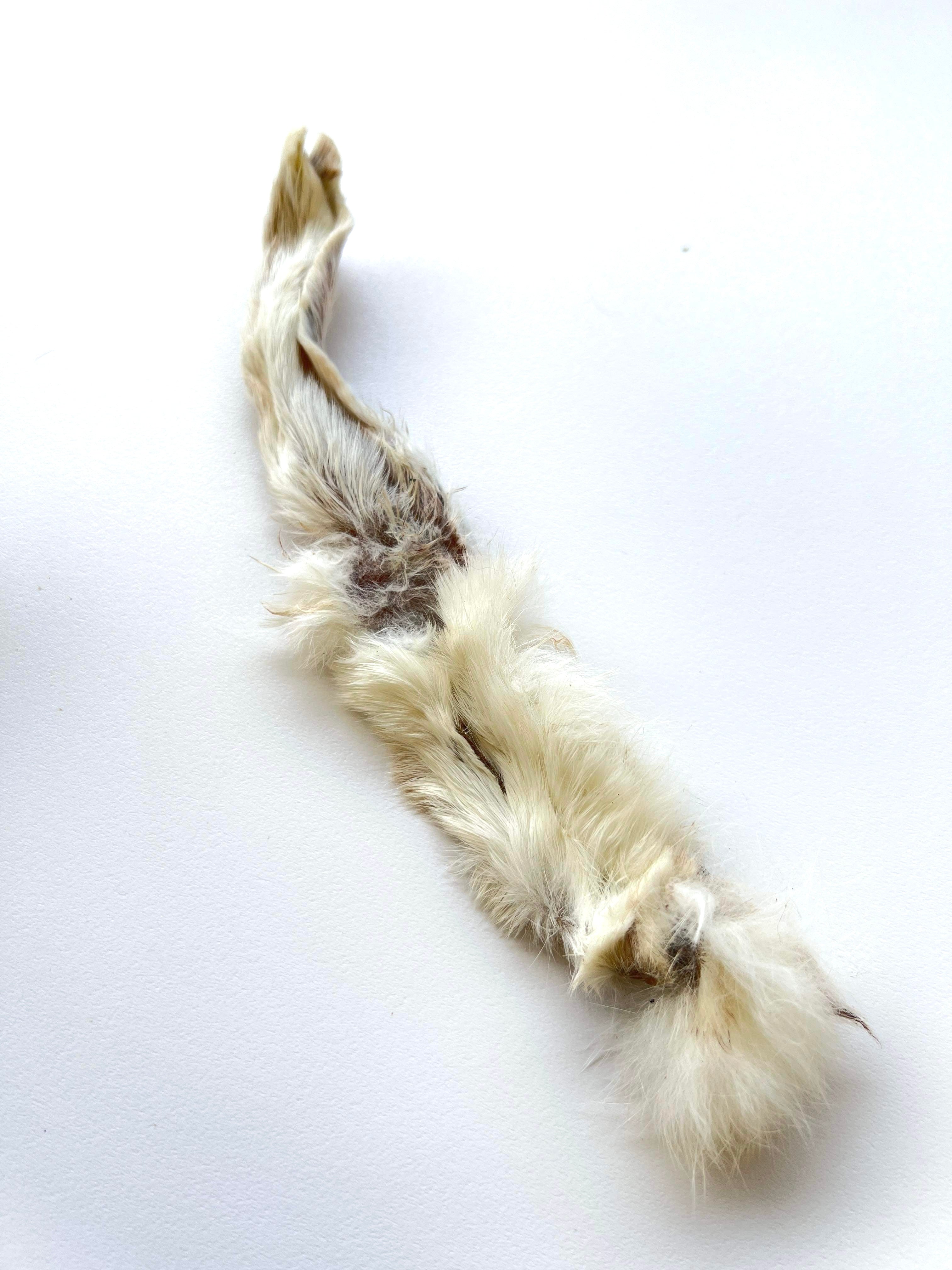 Rabbit ears – Paws to hooves