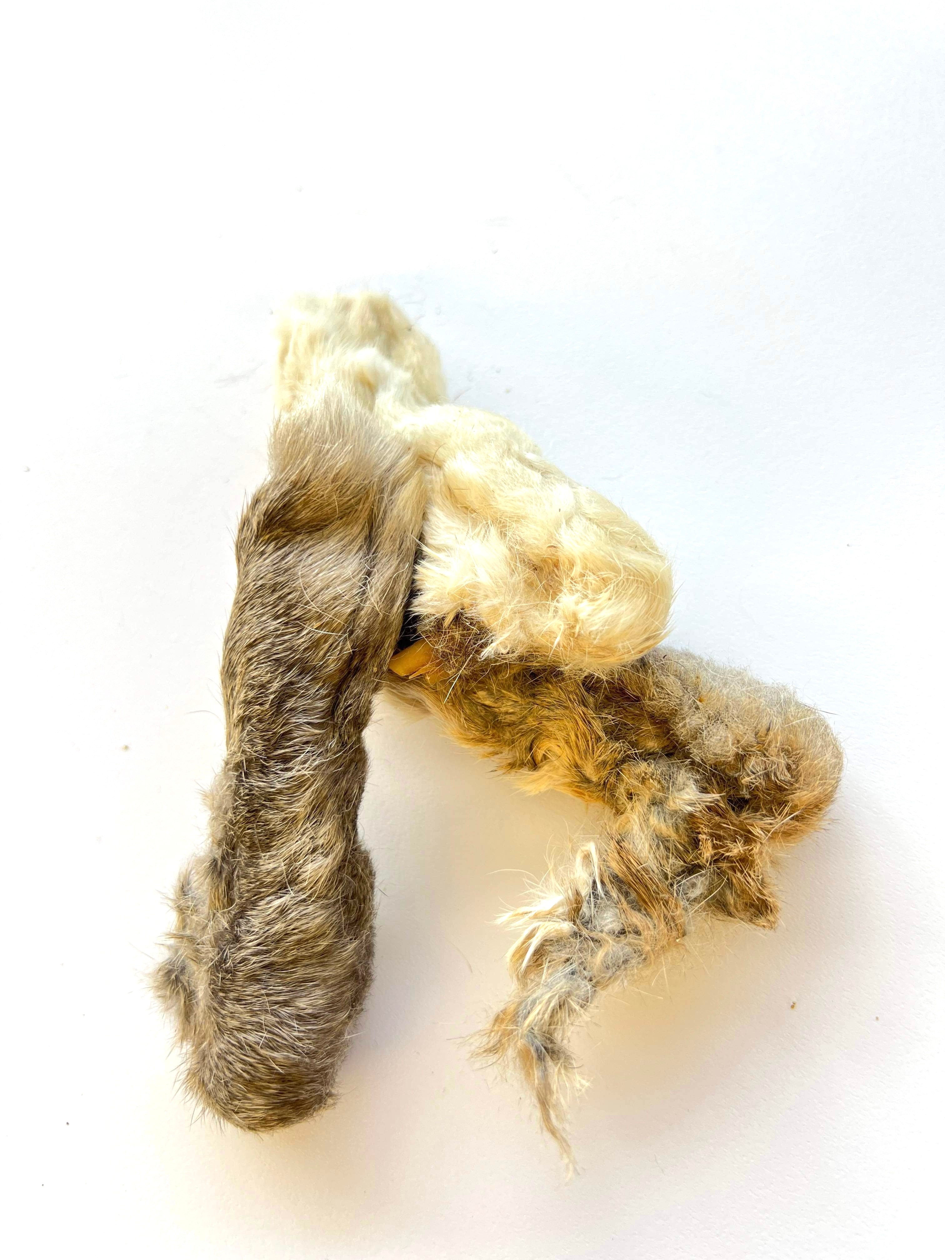 Rabbit Feet – Paws to hooves