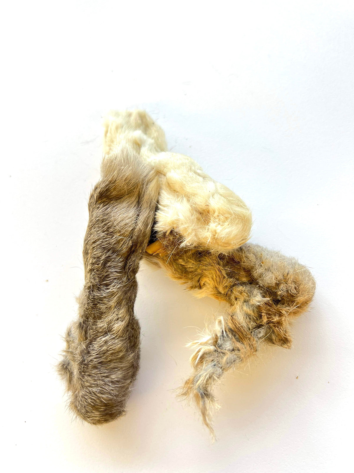 Hooved Rabbit Rabbit Feet – Paws to hooves
