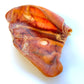 Pig Ear