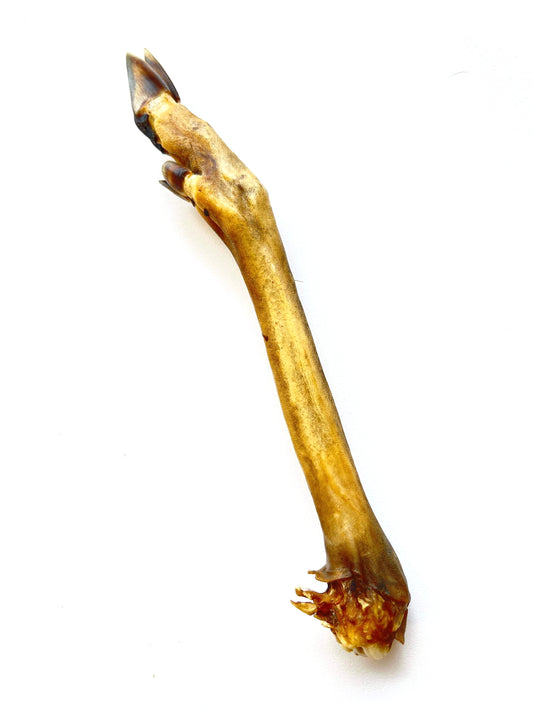 Deer leg