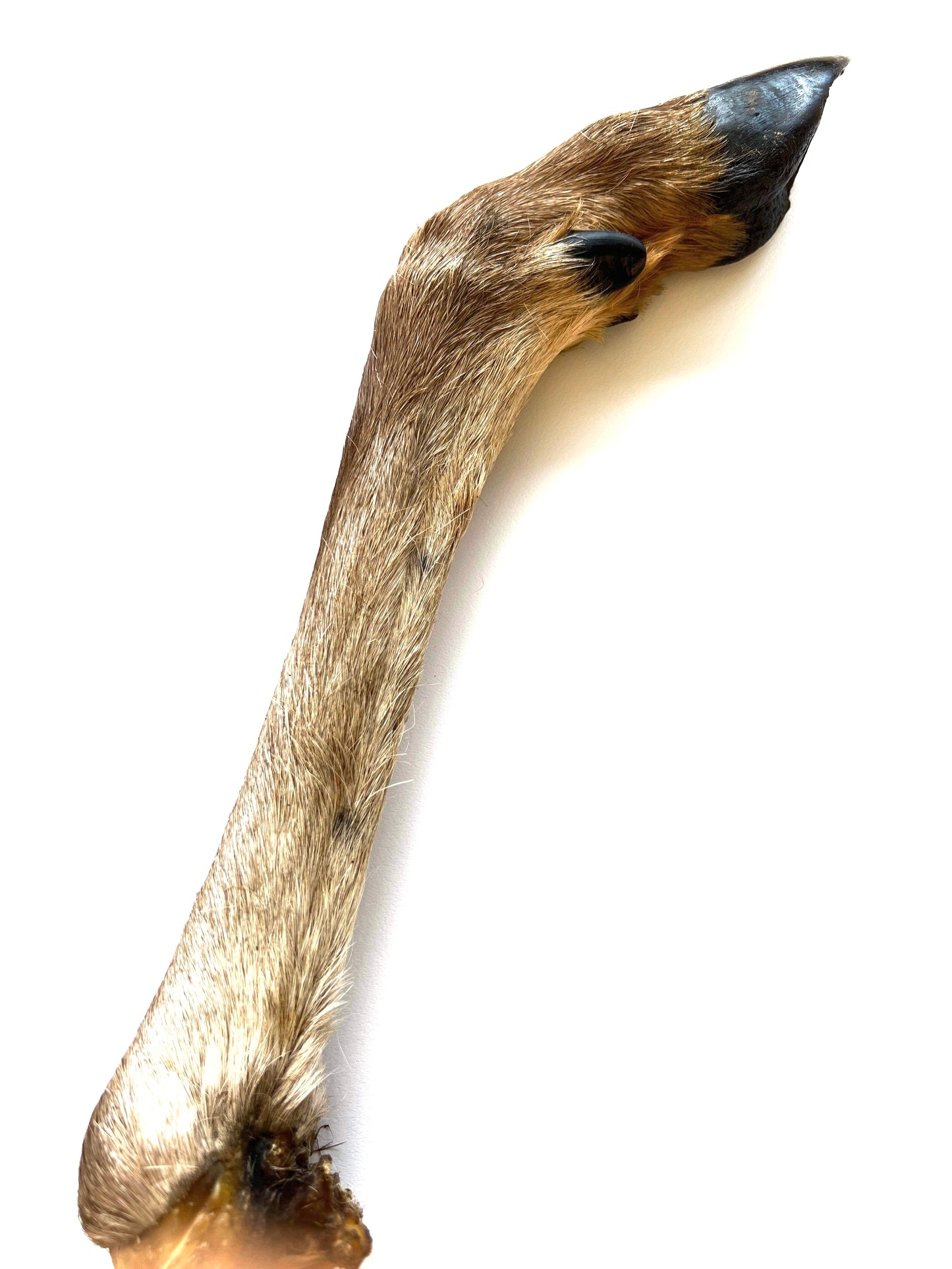 Deer leg large